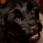 Day 5 - Tuvok the Pugottie