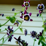 Day 26 - Mama Jane\'s Columbines