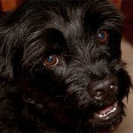 365G-005 Tuvok, the Pugottie