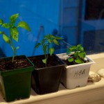 365G-007 Triple Pepper Plants