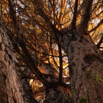 Ponderosa Pine